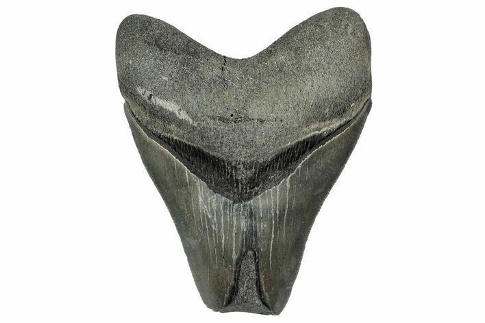 Serrated, Fossil Megalodon Tooth - Georgia #332853